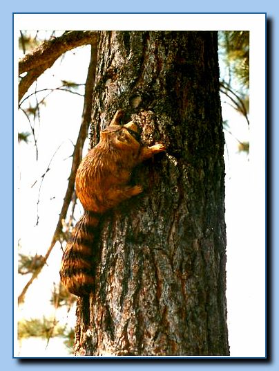 2-09 raccoon attached to tree-archive-0001